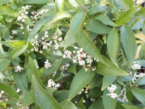 Deutzia gracilis-0