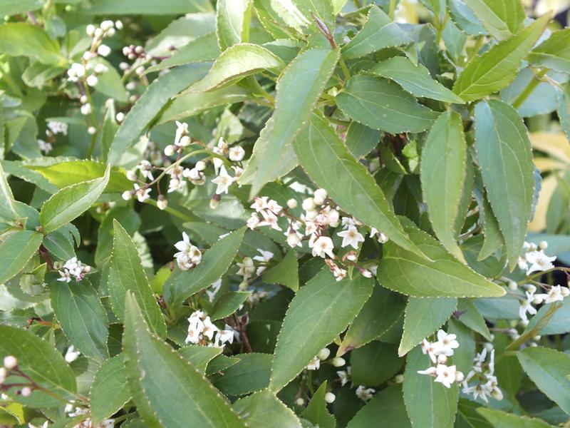 Deutzia gracilis-0