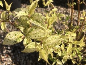 Deutzia scabra 'Variegata'-0