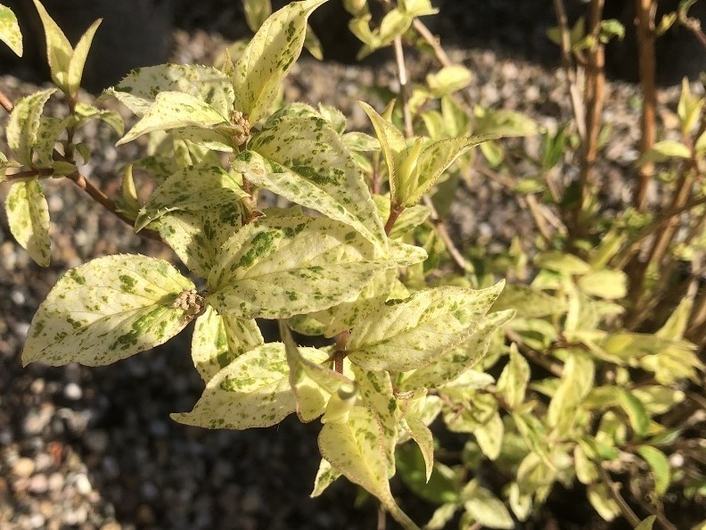 Deutzia scabra 'Variegata'-0