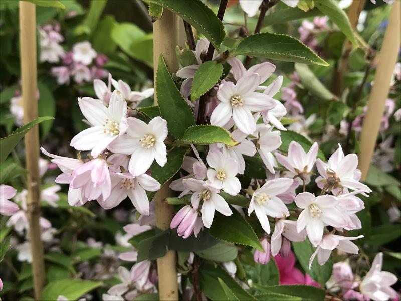 Deutzia x kalmiiflora-0