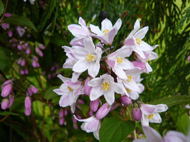 Deutzia x kalmiiflora-6813