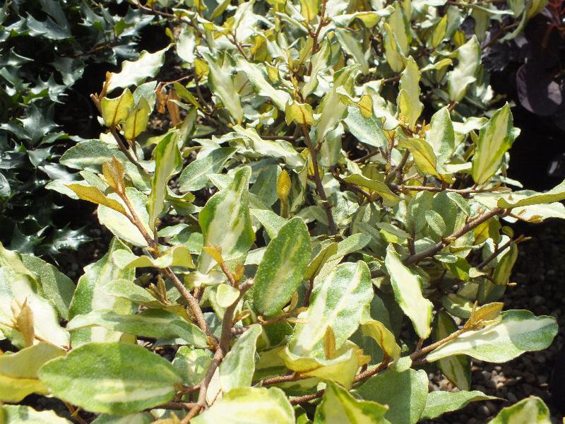 Elaeagnus pungens 'Frederici'-0