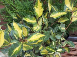 Elaeagnus pungens 'Maculata'-0