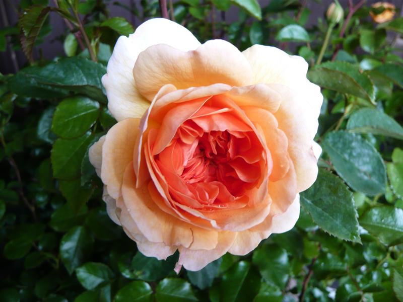 Rosa 'Port Sunlight' ® (Auslofty)-6556