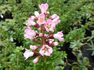 Escallonia 'Apple Blossom'-0