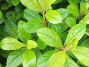 Escallonia laevis 'Golden Brian'-0