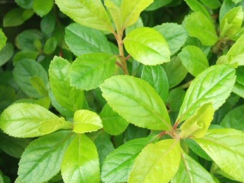 Escallonia laevis 'Golden Brian'-0