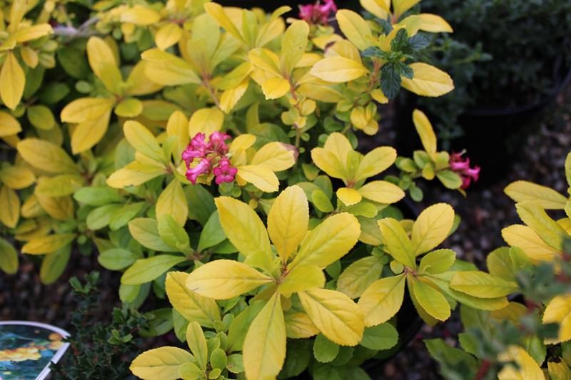 Escallonia laevis 'Gold Ellen'-7441