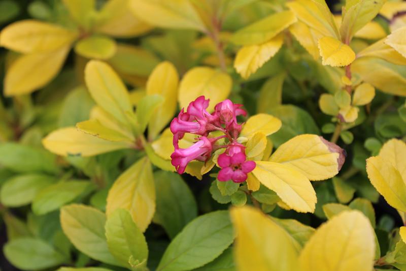 Escallonia laevis 'Gold Ellen'-7440