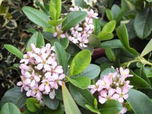 Escallonia 'Pink Elle'-0