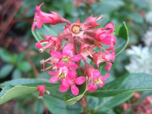 Escallonia 'Red Knight'-0