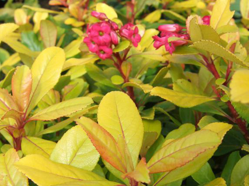 Escallonia laevis 'Gold Ellen'-0