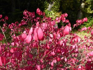 Euonymus alatus -0