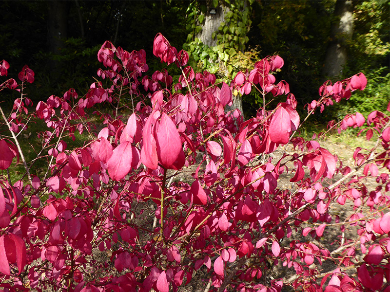 Euonymus alatus -0