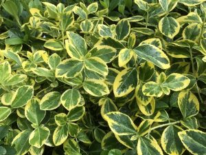 Euonymus fortunei 'Canadale Gold'-0