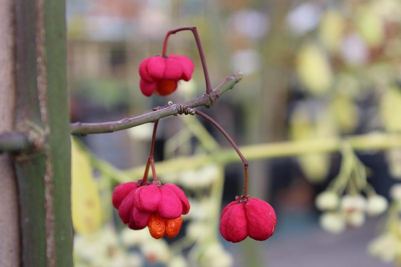 Euonymus europaeus 'Red Cascade'-7564