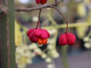 Euonymus europaeus 'Red Cascade'-0