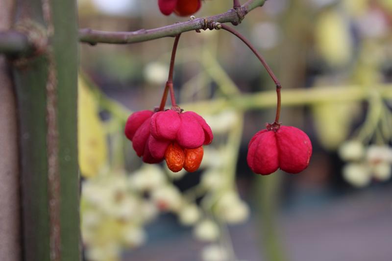 Euonymus europaeus 'Red Cascade'-0