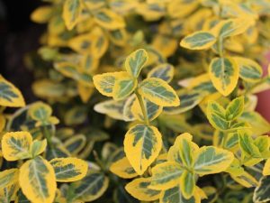 Euonymus fortunei 'Sunshine'-0