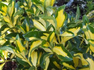 Euonymus japonicus 'Golden Maiden'-0