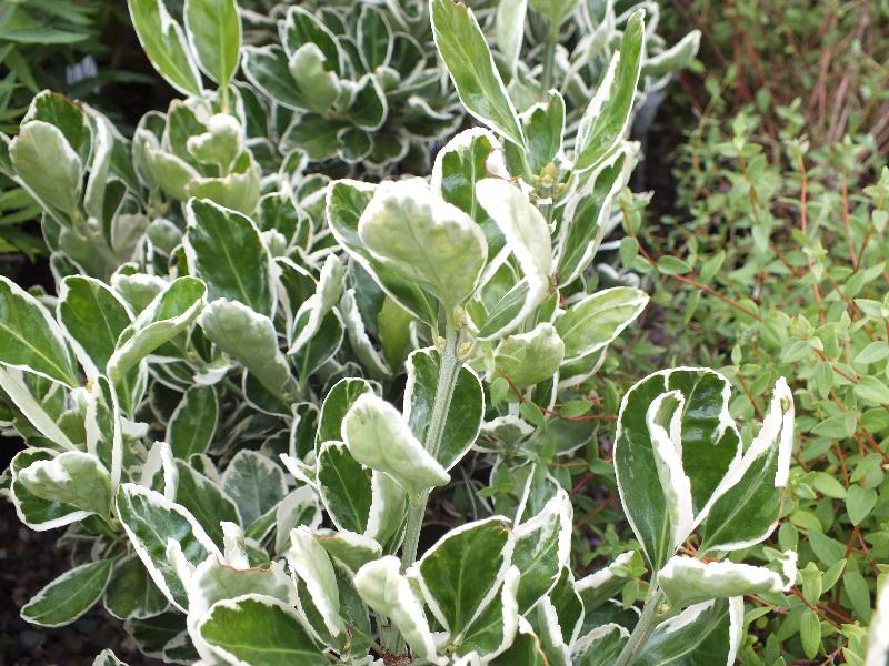 Euonymus japonicus 'Kathy'-0