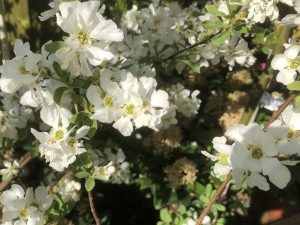 Exochorda serratifolia 'Snow White'-0