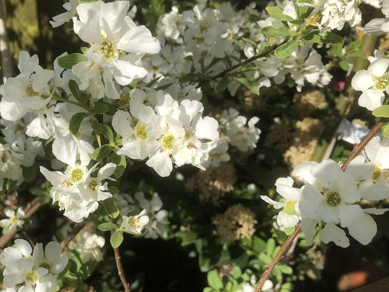 Exochorda serratifolia 'Snow White'-0