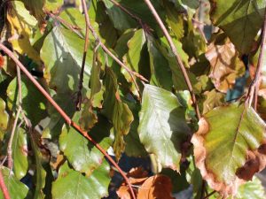 Fagus sylvatica 'Black Swan'-0