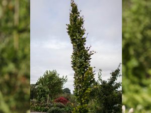 Fagus sylvatica 'Dawyck Gold'-0