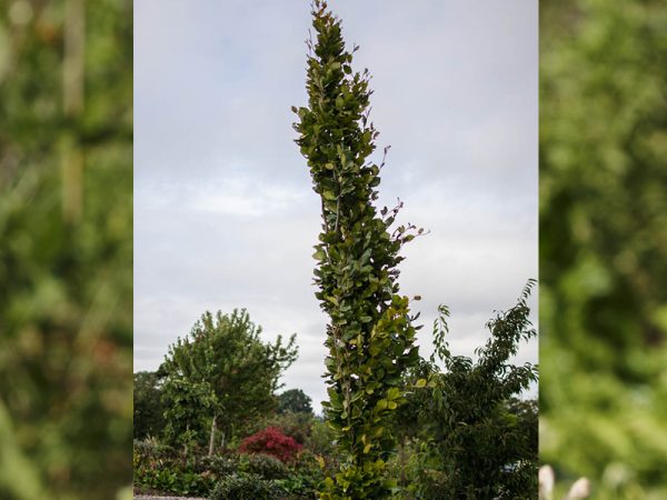 Fagus sylvatica 'Dawyck Gold'-0