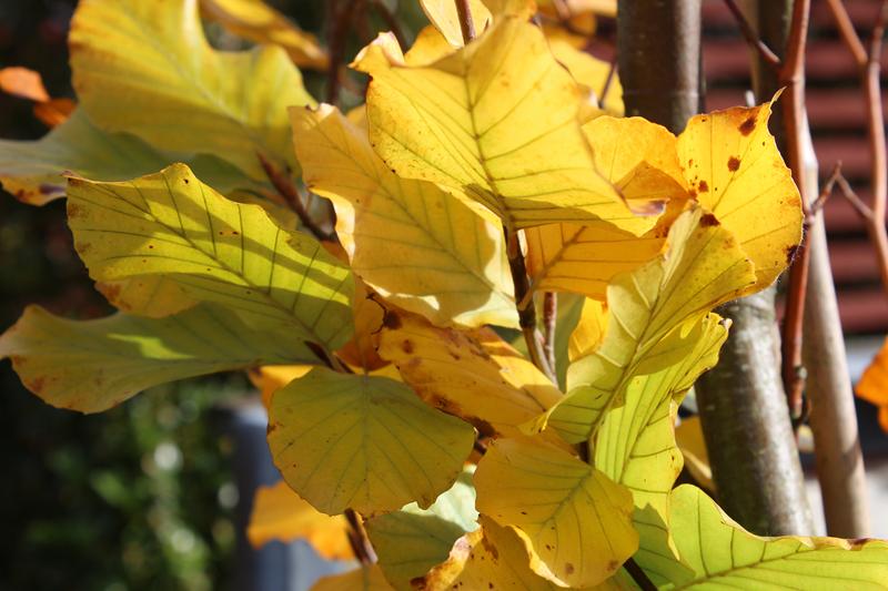 Fagus sylvatica 'Dawyck Gold'-7569
