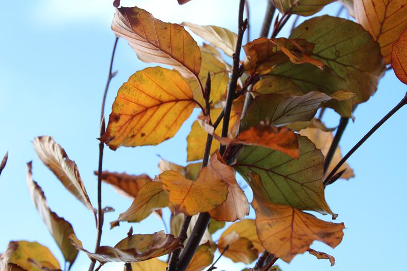 Fagus sylvatica 'Dawyck Purple'-7570