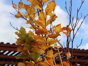 Fagus sylvatica 'Dawyck Purple'-0