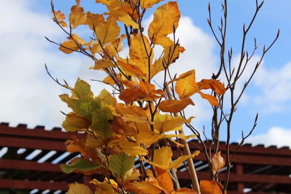 Fagus sylvatica 'Dawyck Purple'-0
