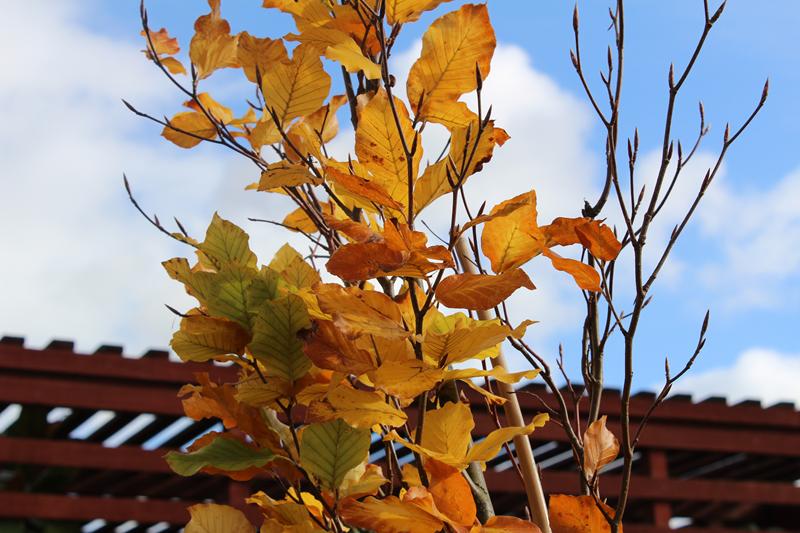Fagus sylvatica 'Dawyck Purple'-0