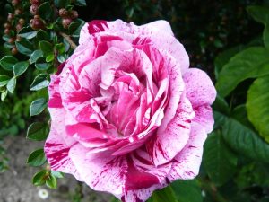 Rosa 'Ferdinande Pichard'-0