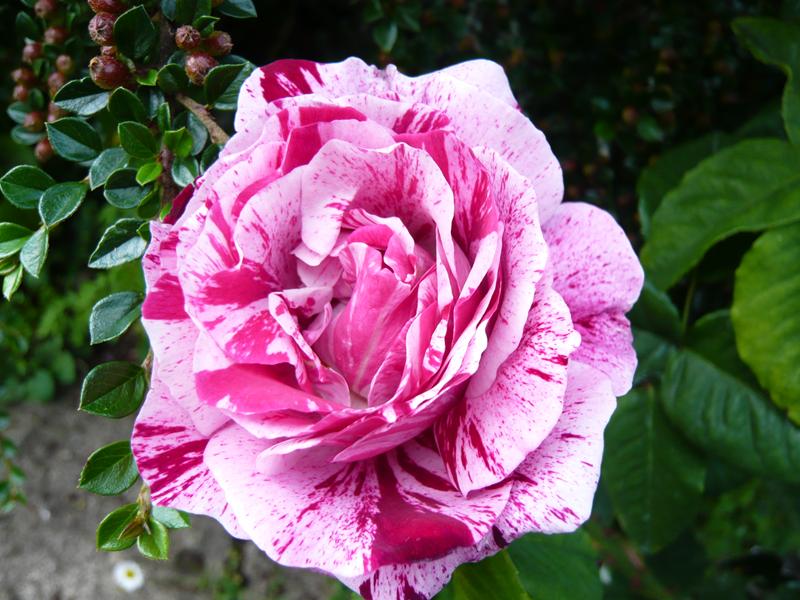 Rosa 'Ferdinande Pichard'-0