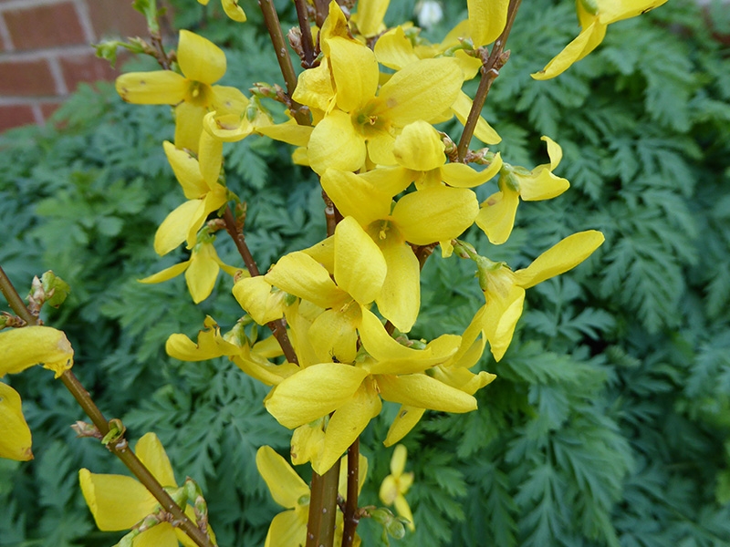 Forsythia x intermedia 'Goldrausch'-0