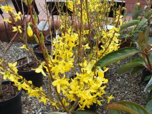 Forsythia 'Fiesta'-6830