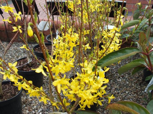 Forsythia 'Fiesta'-6830
