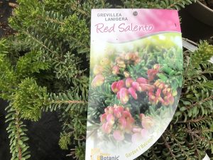 Grevillea lanigera 'Red Salento'-0