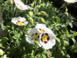 Halmiocistus wintonensis-0