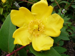 Hypericum 'Hidcote'-0