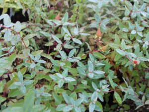 Hypericum kouychense-0