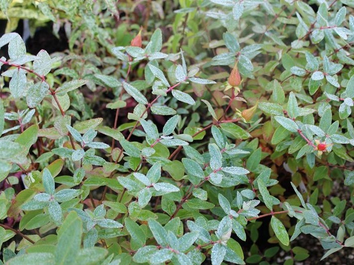 Hypericum kouychense-0