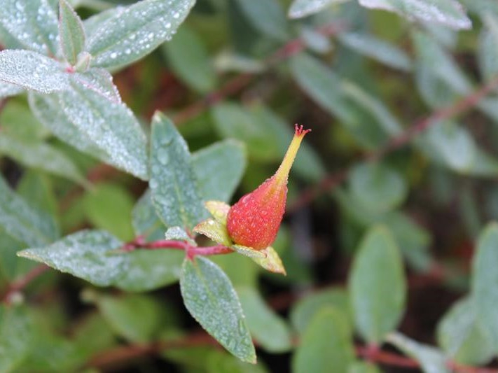 Hypericum kouychense-26571