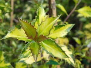 Ilex myrtifolia 'Aurea Maculata'-0