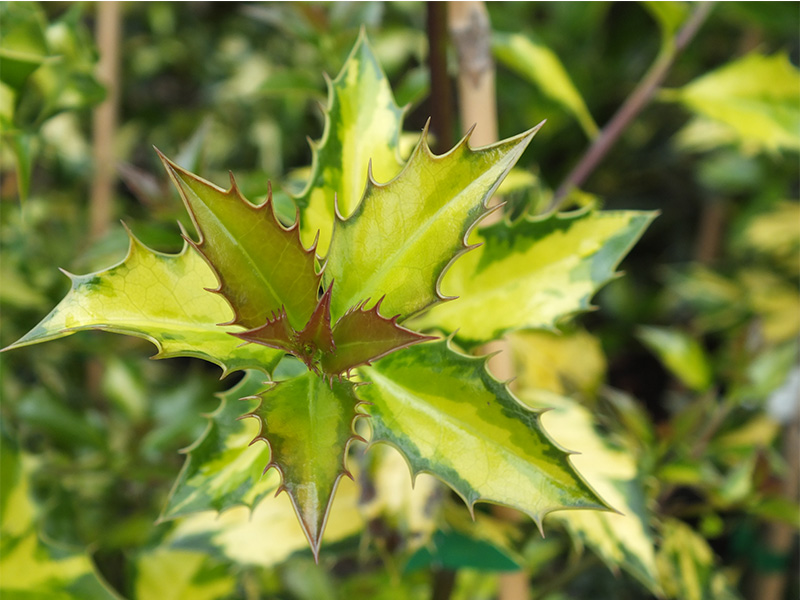 Ilex myrtifolia 'Aurea Maculata'-0