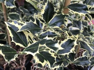 Ilex aquifolium 'Silver Queen'-13987